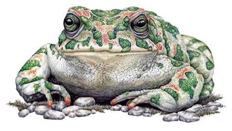 Green Toad Limited-Edition Print – Wildlife Drawings by Jim Wilson