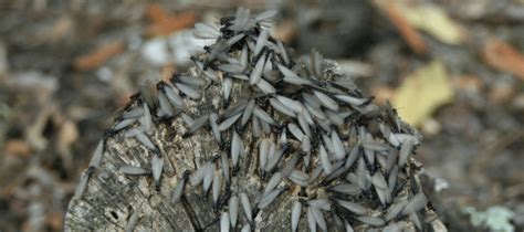 What Do Baby Termites Look Like? | ABC Blog