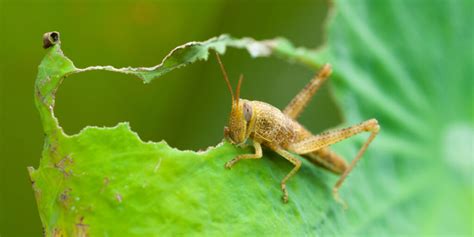 grasshoppers eating plants Archives - This Is My Garden