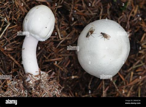 Agaricus silvicola (syn. Agaricus sylvicola), known as the wood ...