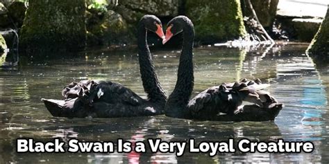 Black Swan Spiritual Meaning, Symbolism, and Totem Explained