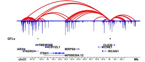 BioScience Talks: Chromatin Looping: Seeing DNA in 3D