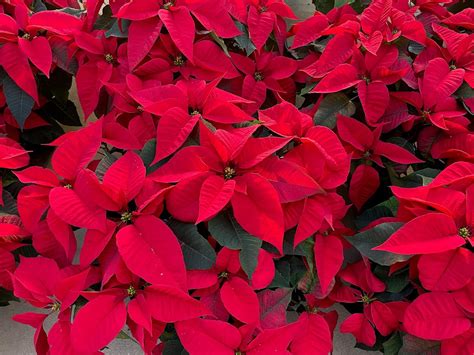 The True Meaning of Christmas, Inspired by the Poinsettia. - Bethany Farm