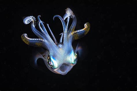 Squid Like A Ghost Photograph by Barathieu Gabriel