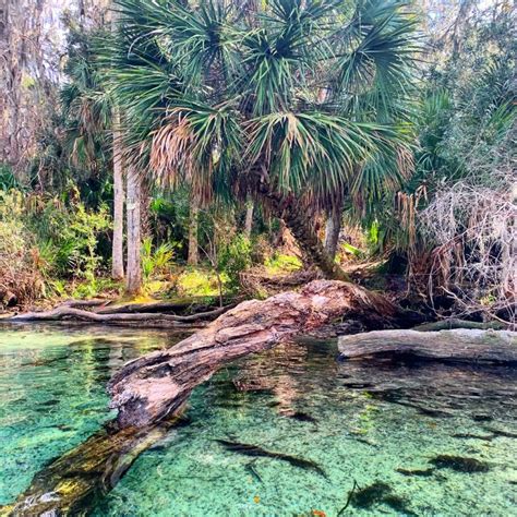 Silver Glen Springs | Ocala, Florida - impulse4adventure