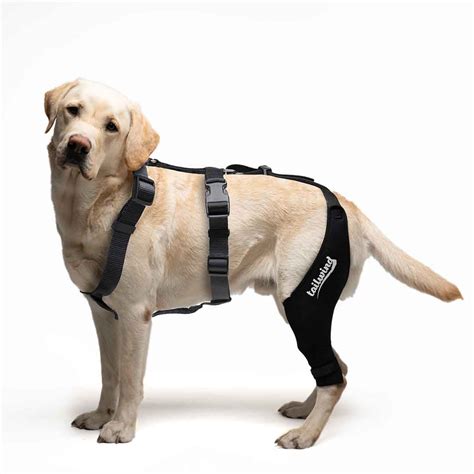 Custom Knee Brace for Dogs - Cruciate Support – Tailwindpets