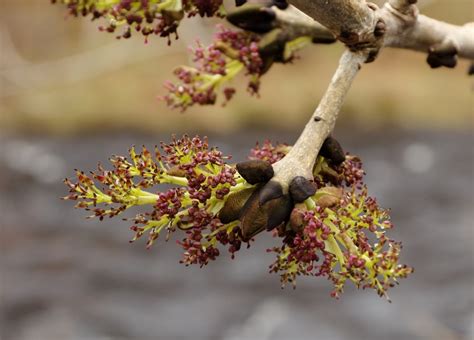 The mysteries of ash flowers - Assynt Field Club