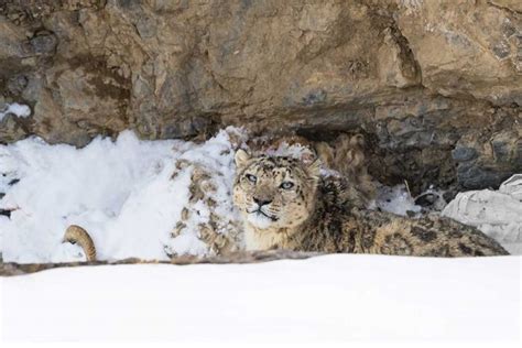 Snow Leopard Photography Challenge - PhotographyAxis