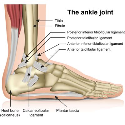 ankle ligament surgery