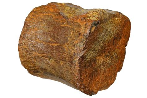 Could this be a Megalosaurus caudal vertebra? - Fossil ID - The Fossil ...