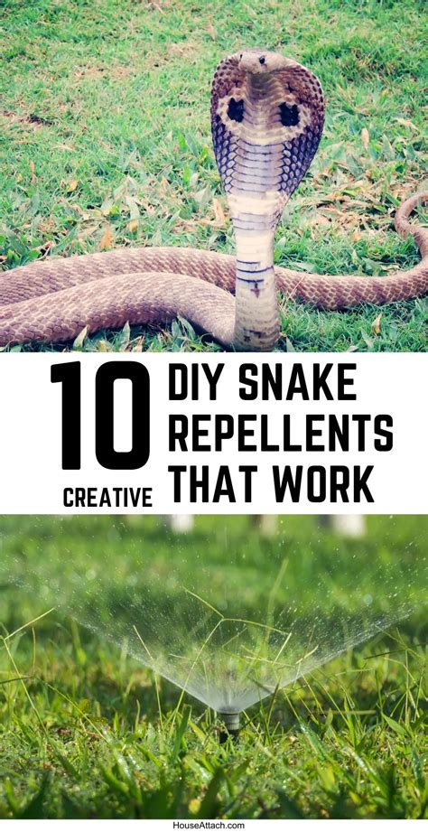 10 Best Snake Repellents That Work Marvelously