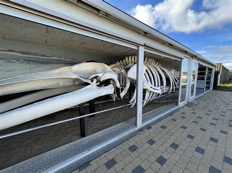 Whale Museum - Fin Whale Skeleton - ZooChat