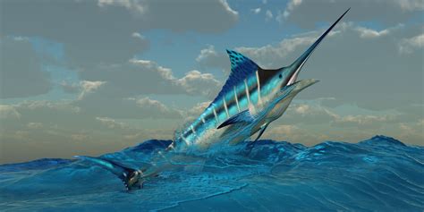 Fets desconcertants de Blue Marlin