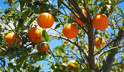 Expert Tips to take care of citrus fruit trees - BestInfoHub