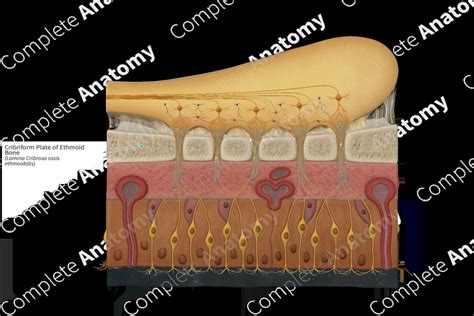 Cribriform Plate of Ethmoid Bone | Complete Anatomy