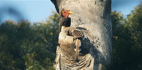 Hunting the Helmeted Hornbill | New York Wild Film Festival