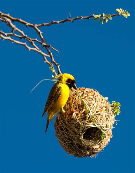 Weaver Bird Nest