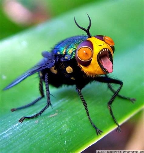 strange insect - Google Search | Hilarious Hybrids | Pinterest