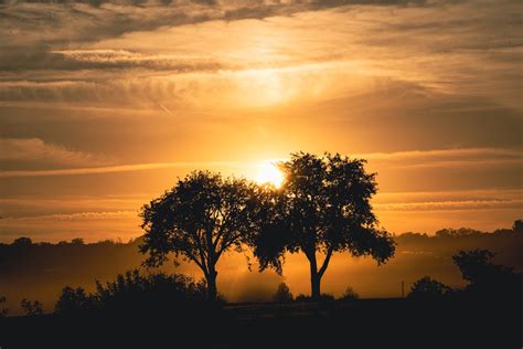 Silhouette of Trees during Sunset · Free Stock Photo