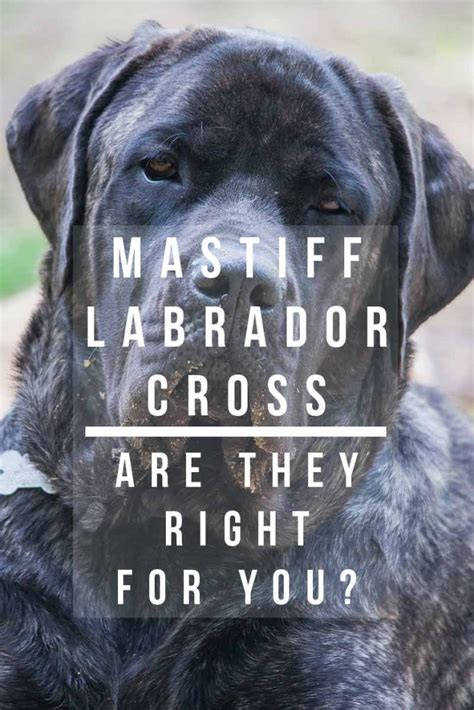 Mastiff Lab Mix Breed Information - A Guide To The Mastador Dog