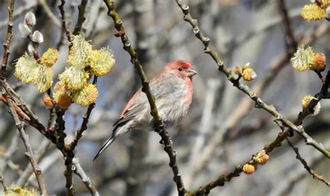 Bird study illustrates the interplay between disease transmission and ...