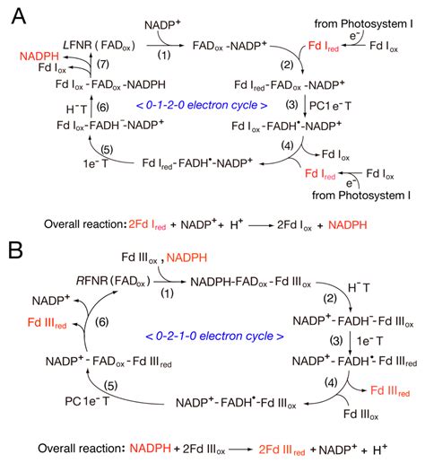 Antioxidants | Free Full-Text | Roles of Ferredoxin-NADP+ Oxidoreductase and Flavodoxin in NAD(P ...