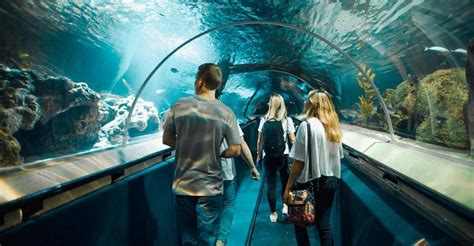 Sea Life Kelly Tarlton's Aquarium General Admission 🦈🐋🐧 | Sea life ...