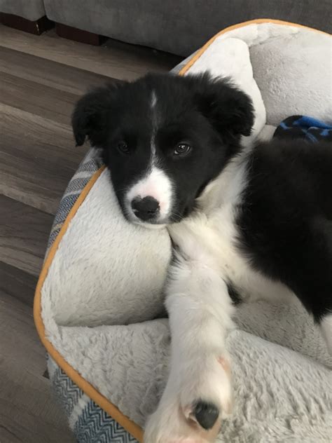 Border Collie Puppies For Sale | Twin Falls, ID #318829