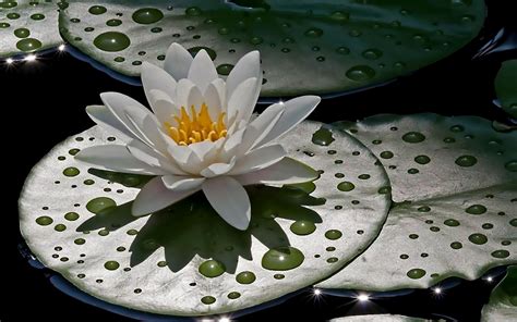 🔥 [40+] Water Lotus Wallpapers | WallpaperSafari