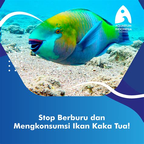 Inilah Alasan Ikan Kakatua Harus Berhenti Ditangkap dan Dikonsumsi! - Aquarium Indonesia Pangandaran