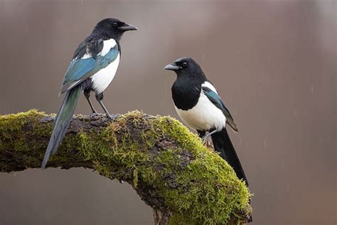 Magpies And Superstition | Saluting Magpies | Bird Spot