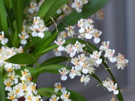 Oncidium "Twinkle". Merveille de petite orchidée Oncidium, Secret Garden, Gardens, Plants