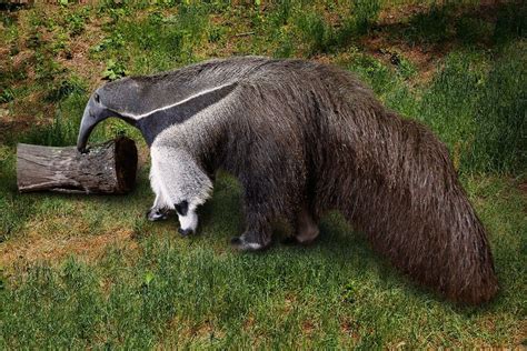 Snooty - Giant Anteater | Giant anteater, Anteater, Puppies and kitties