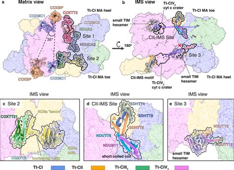 Interaction sites within Tt-MC IV2 + (I + III2 + II)2 a, b Tt-CI-CIV2 ...