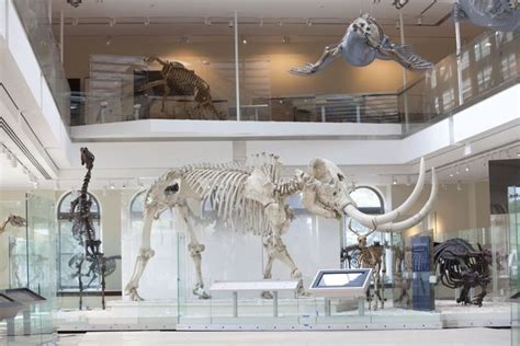 Simi Valley mastodon is one of the many creatures on display in L.A.'s new Age of Mammals exhibit