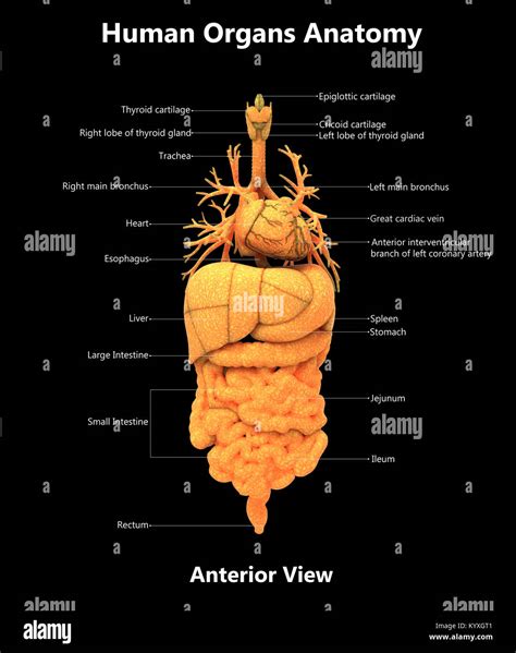 Human body organs label hi-res stock photography and images - Alamy