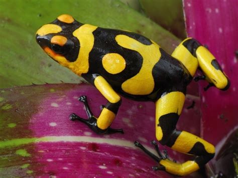 Black and yellow frog jumping wallpapers and images - wallpapers, pictures, photos