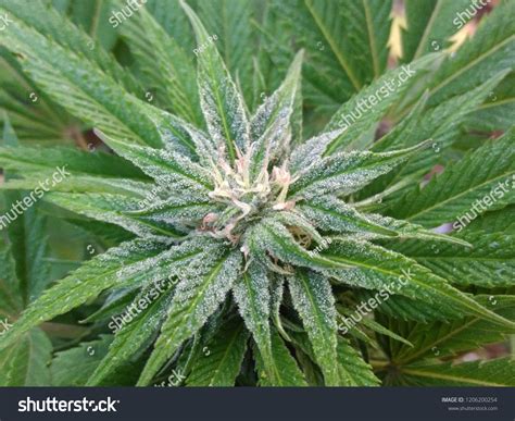 582 Cannabis white widow Images, Stock Photos & Vectors | Shutterstock