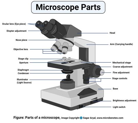 SCB 115 Lab 2 Microscope and pH, Acids, Bases, and Buffers - Natural Sciences Open Educational ...