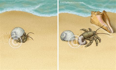 Hermit crab changing shells – Emily S. Damstra – Emily S. Damstra