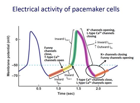 Electrical Activity of the Pacemaker Cells Diagram | Quizlet