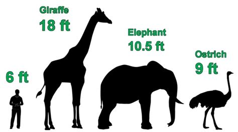 How Tall Do Giraffes Grow? - FactAway
