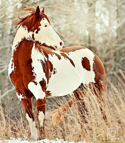 Chestnut Overo | Pretty horses, Most beautiful horses, American paint horse