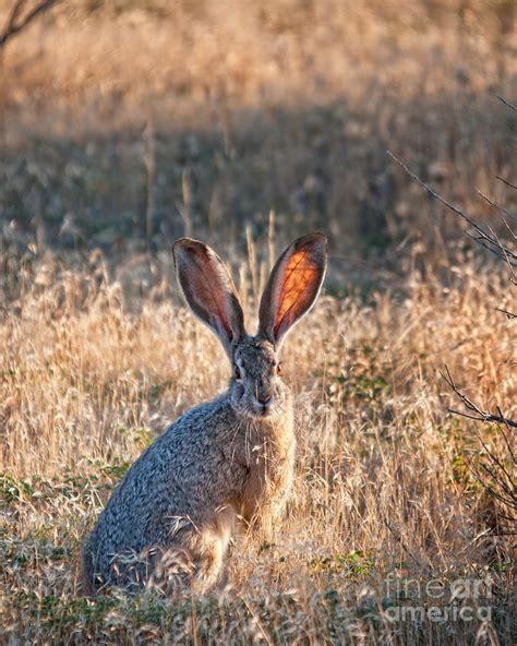 Jackrabbit Ears Photograph by Timothy Flanigan and Debbie Flanigan Nature Exposure