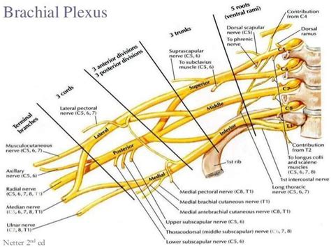 Pictures Of Brachial PlexusHealthiack