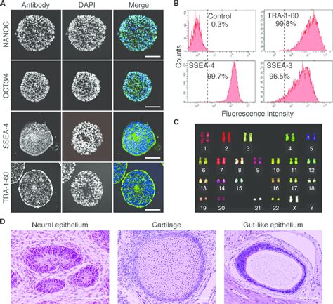 Pluripotency Marker Expression and Karyotype of Human Pluripotent Stem... | Download Scientific ...