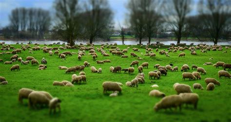 Free picture: livestock, herd, grass, agriculture, countryside, sheep