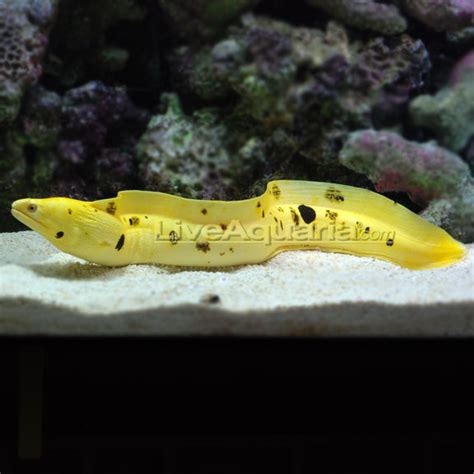 Golden Banana Moray Eel: Saltwater Aquarium Fish