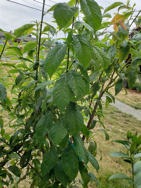 Early Golden Plum - Growing Fruit