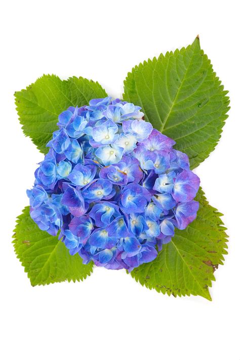 beautiful hydrangea flower isolated on white background.. | Flowers for every day life